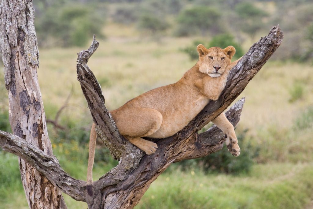 Kenya Safari Tours