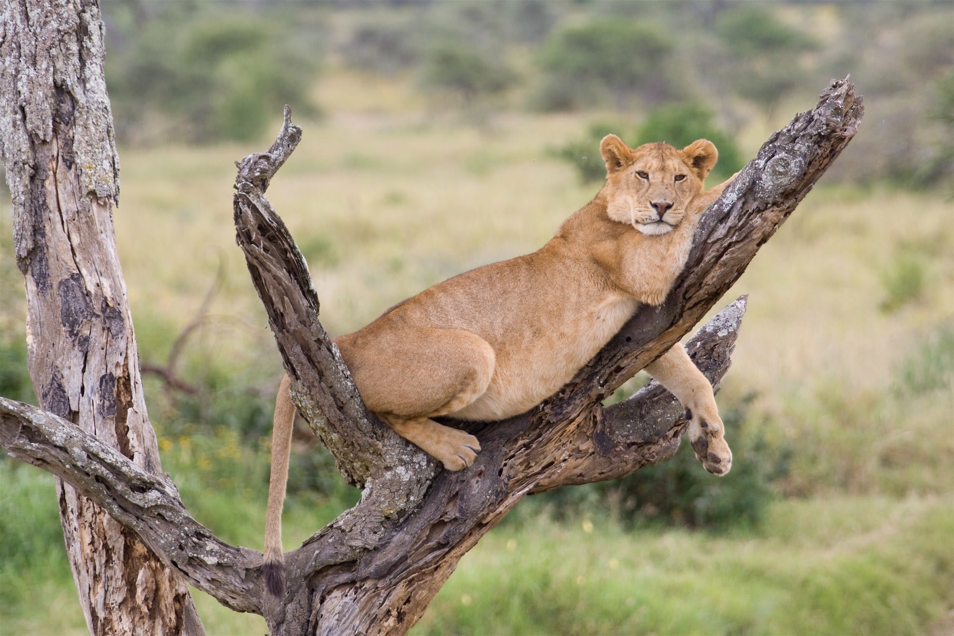 Kenya Safari Tours